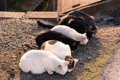 High angle view of five cats eating.