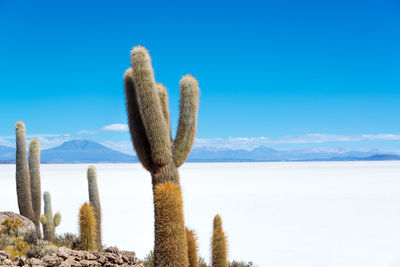 Cactus plants at island incahuasi against blue sky on sunny day