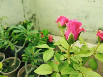 Close-up of pink flowering plant