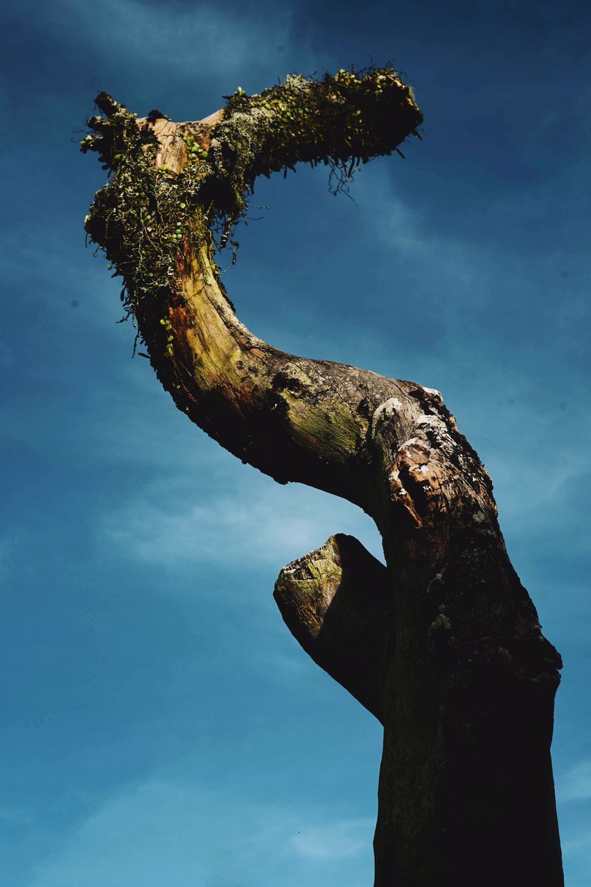 LOW ANGLE VIEW OF TREE AGAINST SKY