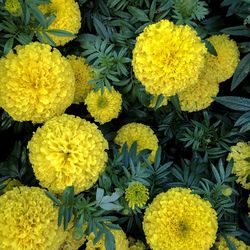 Close-up of yellow flowers