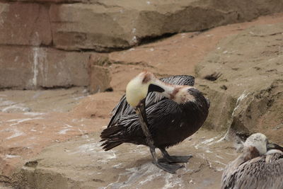 Close-up of birds in water