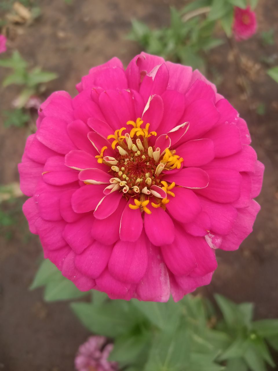 CLOSE-UP OF PINK FLOWER GROWING OUTDOORS