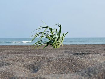 Plant growing on beach against clear sky