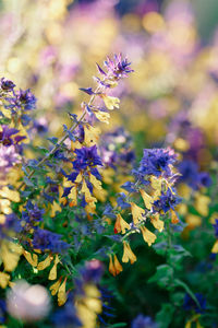 Close-up of purple flowers