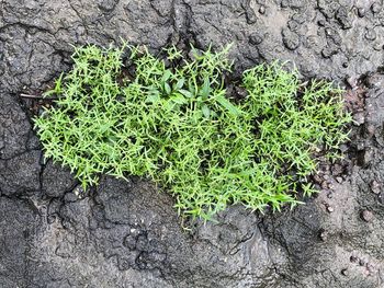 High angle view of plants growing on field