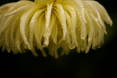 Close-up of yellow flower