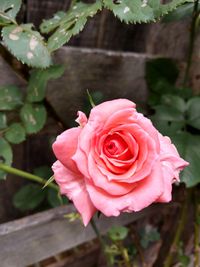 Close-up of pink rose