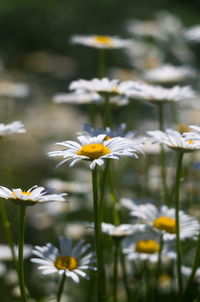 Close-up of white daisy flowers