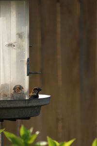 Close-up of bird perching on feeder