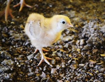 Close-up of a bird on land