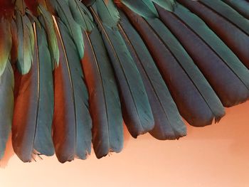 Close-up view of leaves