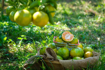 Close-up of apples on field