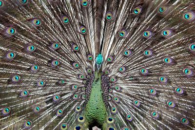 Close-up of peacock feathers