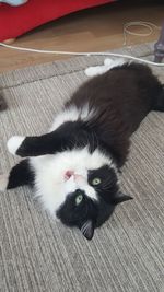 Close-up portrait of cat