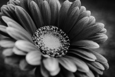 Close-up of flower head