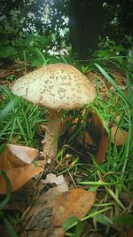 Close-up of mushrooms