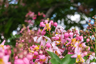 Close-up of pink flowering plant