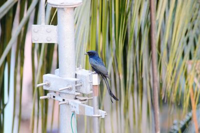 Close-up of bird perching on a plant