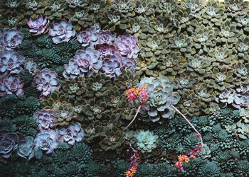 Close-up of purple flowering plants