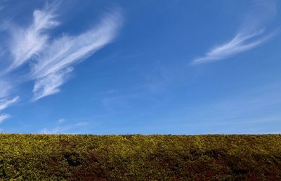 Hedge and blue sky