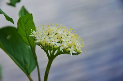 Close-up of yellow flowering plant