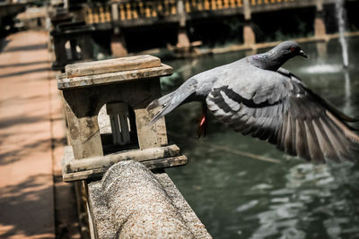 Close-up of bird perching on wooden post