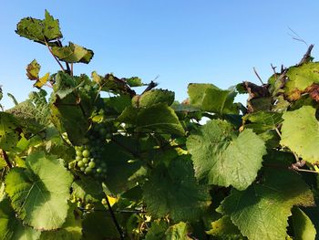 Low angle view of fruits on tree against clear sky