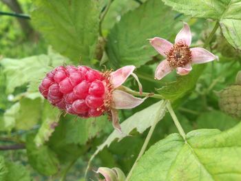 Close-up of pink flower