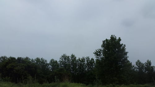 Low angle view of trees against sky