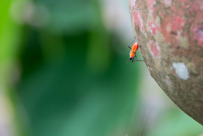 Close-up of ladybug on leaf