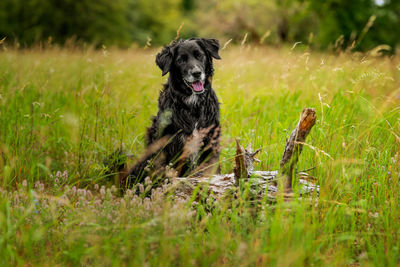 Dog standing on field