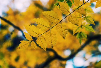 Close-up of yellow maple leaves against blurred background