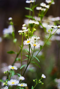 Close-up of white daisy flowers