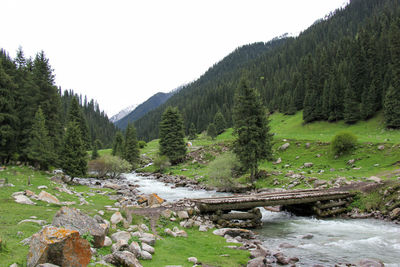 Scenic view of river in forest against clear sky