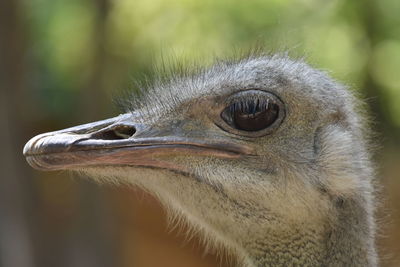 Close-up of a bird