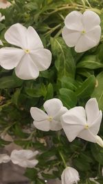 High angle view of frangipani blooming outdoors