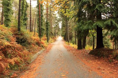 Road passing through forest