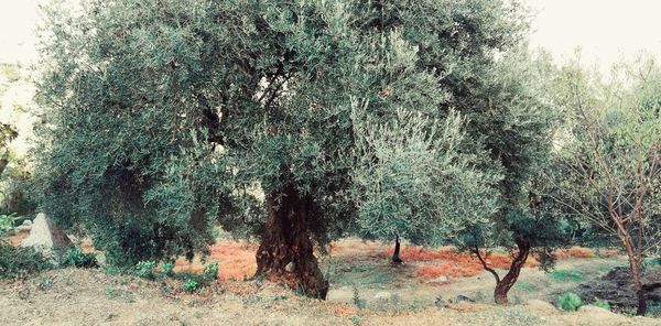 Trees on field in forest