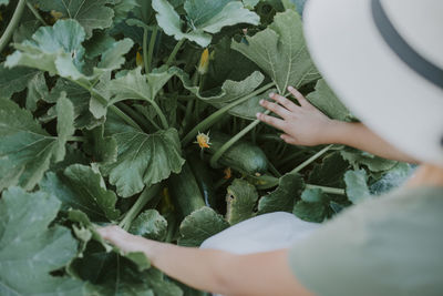 Cropped hand holding plant