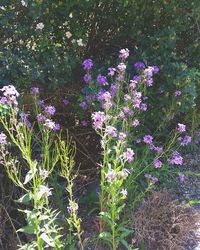 Close-up of purple flowers