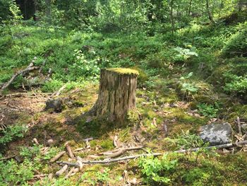 Wooden structure on field in forest