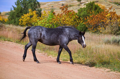 Side view of horse running on landscape