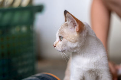 Close-up of cat looking away