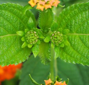 Close-up of plant