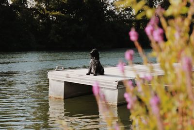 Rear view of woman sitting on lake