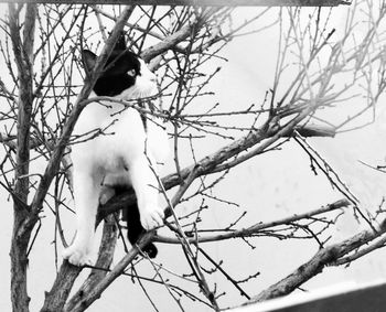 Low angle view of birds perching on branch