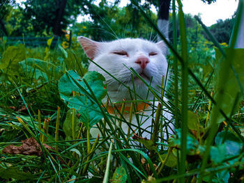 Close-up of a cat