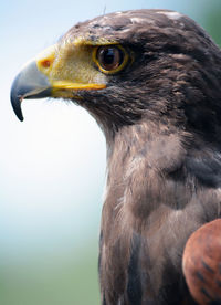 Close-up of a bird looking away