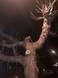 Low angle view of bare tree at night